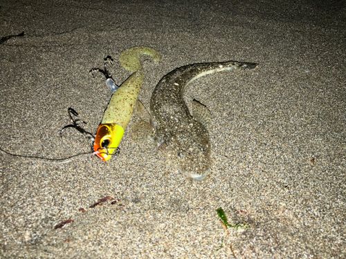 マゴチの釣果