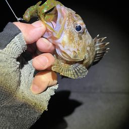 カサゴ