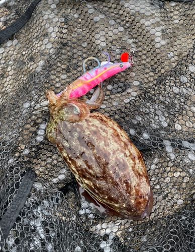 コウイカの釣果