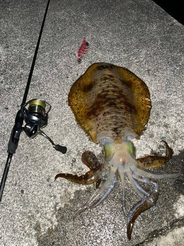 アオリイカの釣果