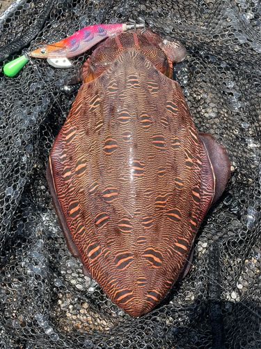 モンゴウイカの釣果