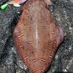 モンゴウイカ