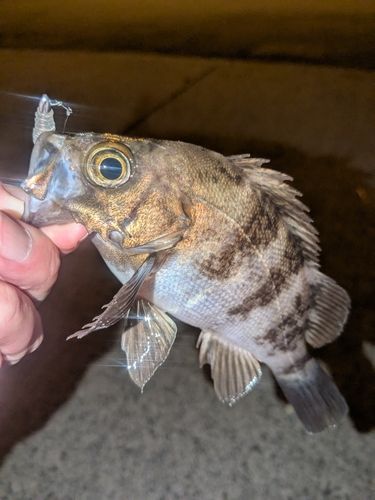 メバルの釣果