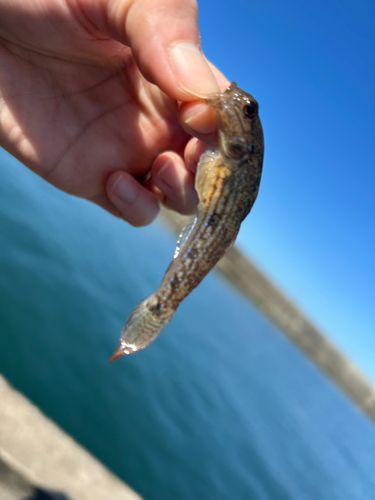 マハゼの釣果