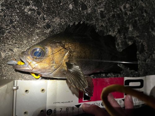 シロメバルの釣果