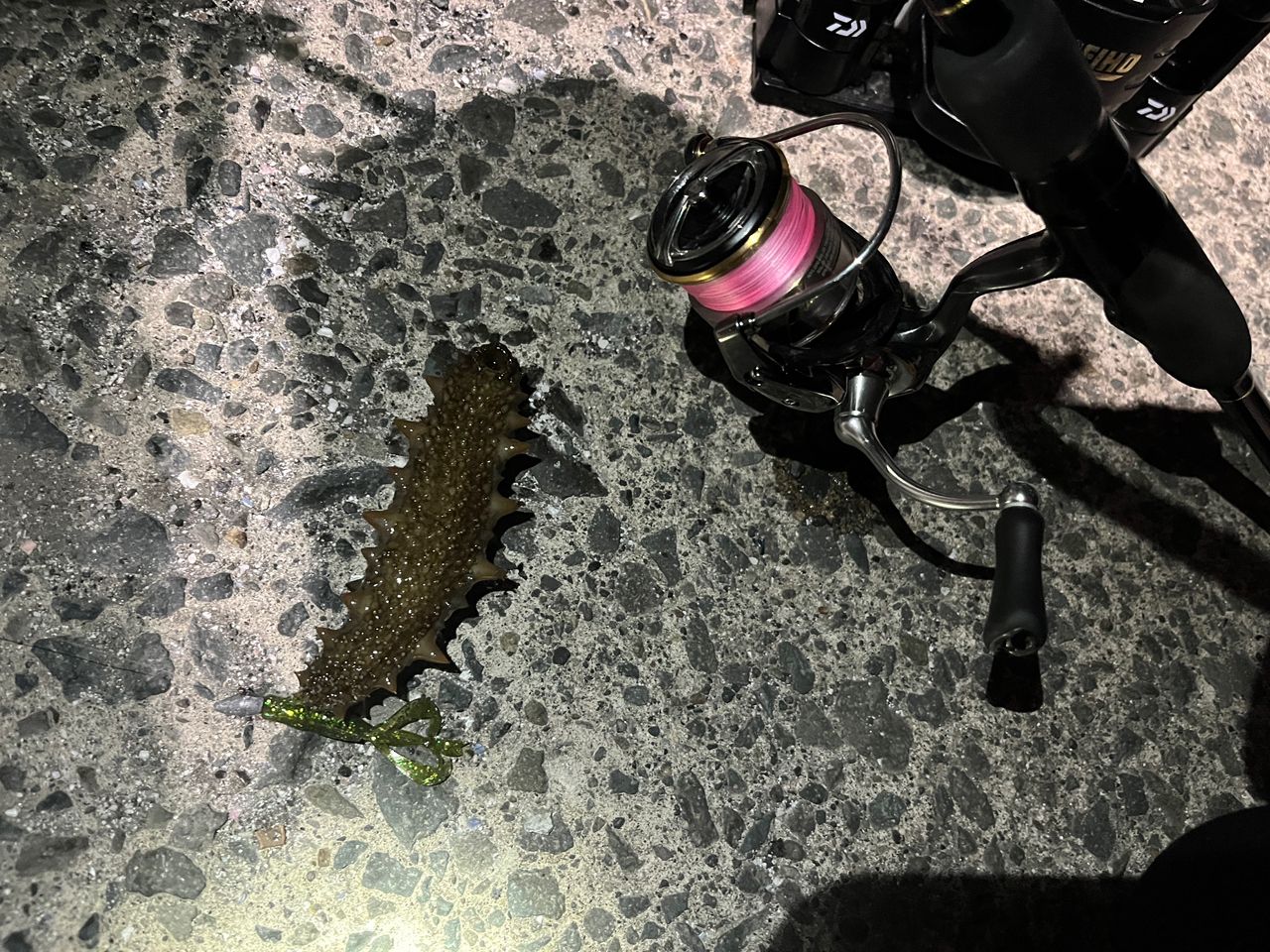 シロメバル