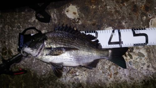 クロダイの釣果