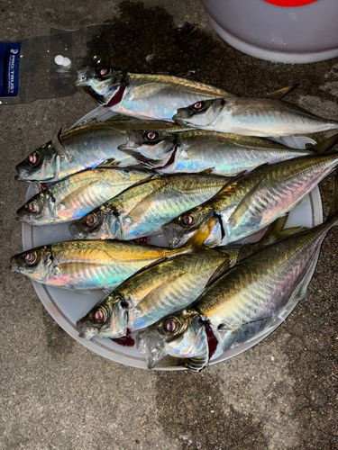 マアジの釣果