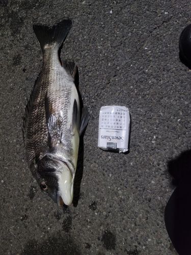 クロダイの釣果