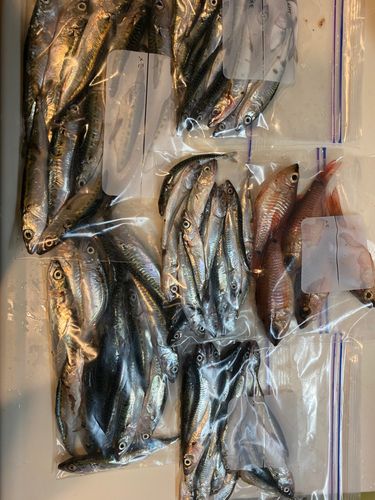 サバの釣果
