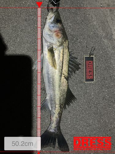 シーバスの釣果