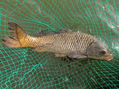 コイの釣果