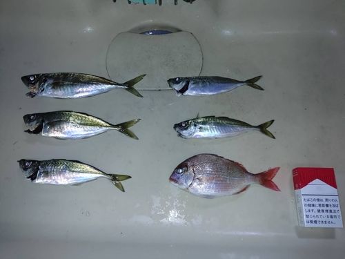 アジの釣果