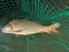 コイの釣果