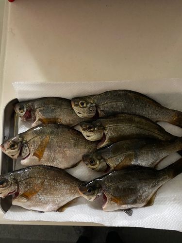 ウミタナゴの釣果