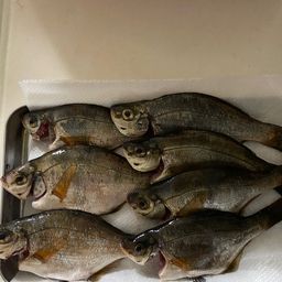 ウミタナゴ