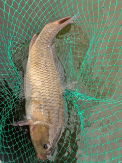 コイの釣果