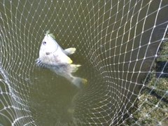 キビレの釣果