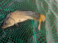 コイの釣果