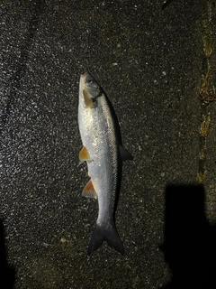 ウグイの釣果