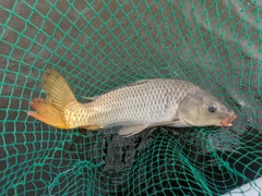 コイの釣果