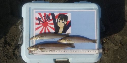 シロギスの釣果