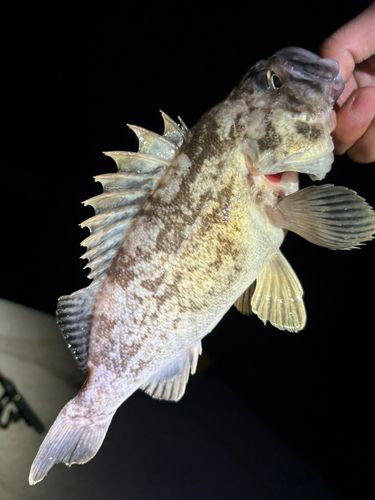 クロソイの釣果