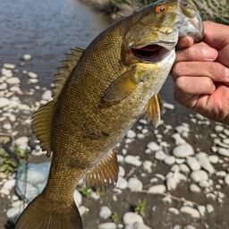 スモールマウスバス