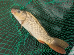 コイの釣果