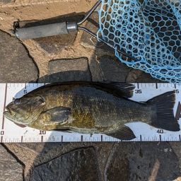 スモールマウスバス