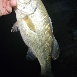 ラージマウスバス