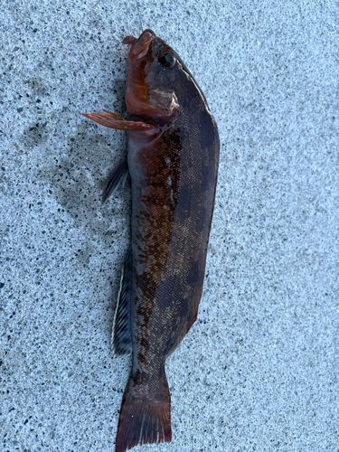 アイナメの釣果