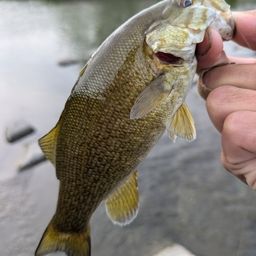 スモールマウスバス