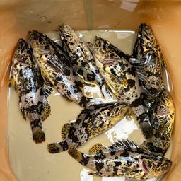 タケノコメバル