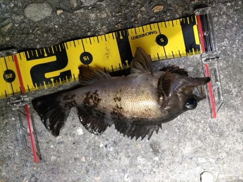 アカメバルの釣果