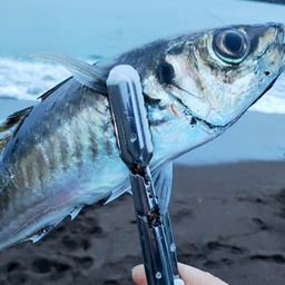 アジ
