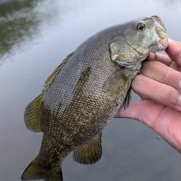 スモールマウスバス