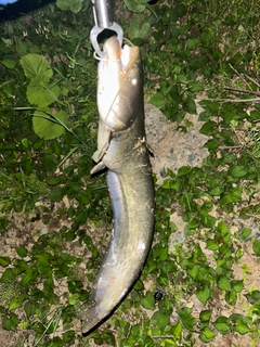 マナマズの釣果