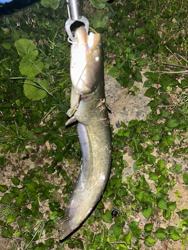 マナマズの釣果