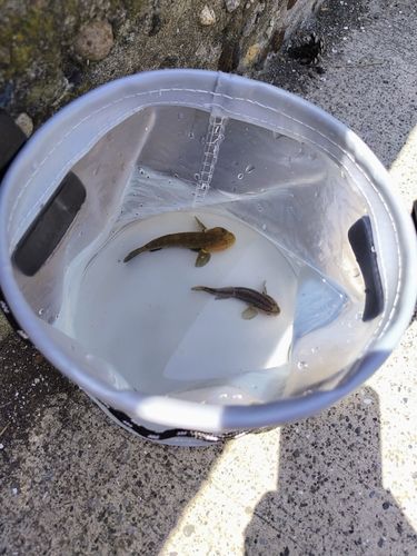 シマハゼの釣果