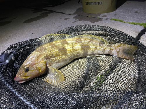 アイナメの釣果