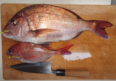 マダイの釣果