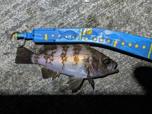 メバルの釣果