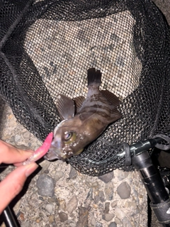 シロメバルの釣果
