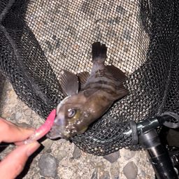 シロメバル