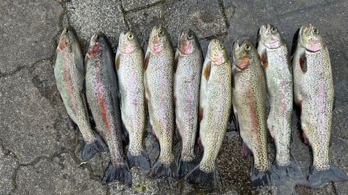 ニジマスの釣果