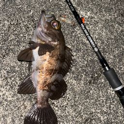 メバル