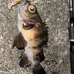 メバル