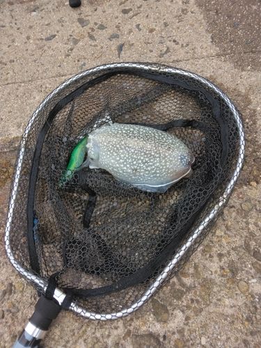 シリヤケイカの釣果