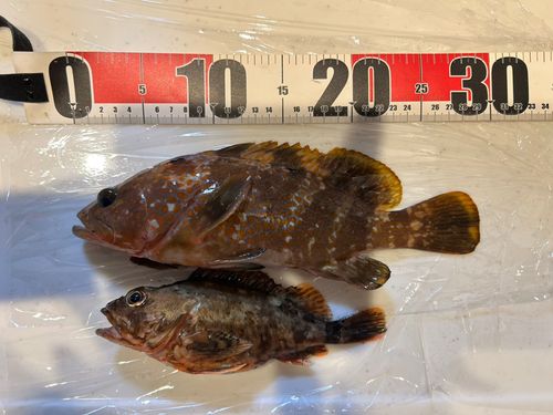 キジハタの釣果